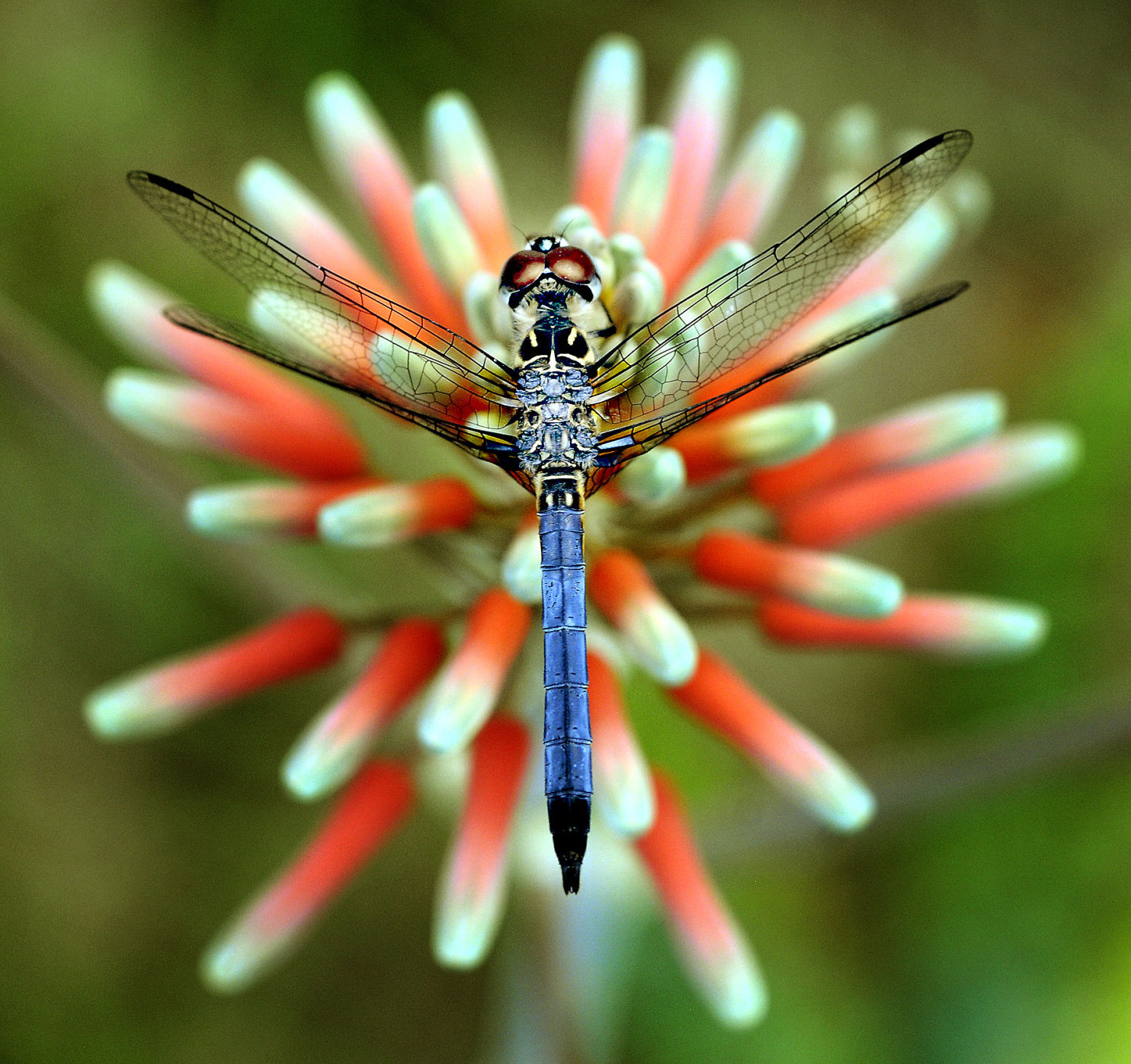 071620_dragonfly 1